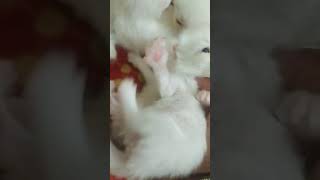 Cute and tiny kittens of Rubys and roses A Cat Ruby Story part155 Rubymycutiecat [upl. by Llemor]