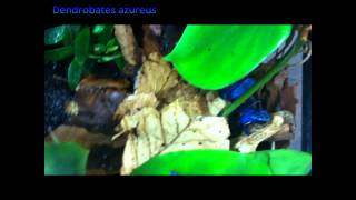 Poison Dart Frogs Dendrobates azureus [upl. by Oeht]