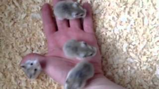 3 week old Roborovski Hamsters [upl. by Cecile933]