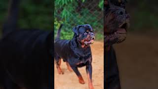 Big size Rottweiler from Serbia 🇷🇸 import shorts 🇷🇸 [upl. by Claudia]