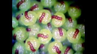 Polypodium vulgare time lapse [upl. by Victoir302]