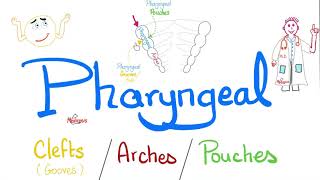 Pharyngeal Arches Pouches and Clefts Grooves  Branchial Apparatus  Embryology [upl. by Gualtiero]