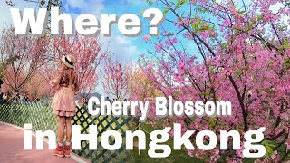 Cherry Blossom in Hongkong  How to get to Cherry Blossom Garden in Tung Chung Chek Lap Kok Road [upl. by Ostraw]