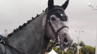 Monster  Horse fails falls bloopers outtakes Cool equestrian moments [upl. by Ibbor]