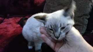 Introducing Niall the lynx point Siamese kitten [upl. by Er]