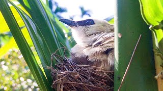 Bird Mother Feeding Hungry Babies in Areca Palm 1 – Yellow Vented Bulbul Chicks Grow Up Well E193 [upl. by Jezebel203]