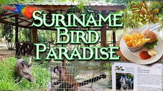 Suriname Bird Paradise  Lelydorp  Weg Naar Reeberg  Suriname  Food amp Travel [upl. by Leicester]