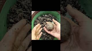 Pothos Kokedama  How to Make Kokedama  Kokedama Balls  Kokedama Plants shorts [upl. by Otrevlig]