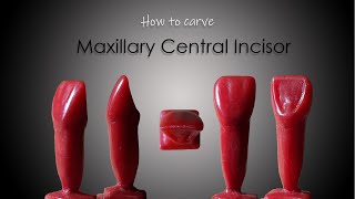 How to Carve a Maxillary Central Incisor ParixArt  Carving tutorial  DADH [upl. by Ettedranreb]