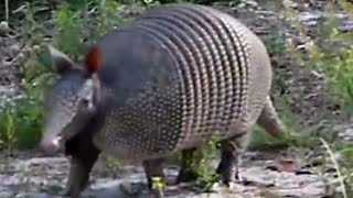 Armadillo short legs but move fast [upl. by Reseta425]