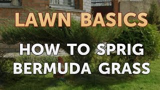 How to Sprig Bermuda Grass [upl. by Ylsel]