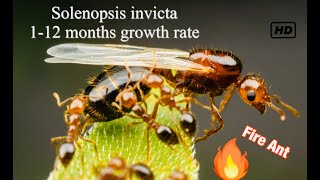 Solenopsis invicta  Fire Ants 1 Years rapid growth [upl. by Huberto914]