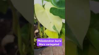 philodendron burle Marx variegated fe amor florecimiento philodendron [upl. by Frederiksen]