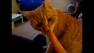 Funniest Cat Reaction  Smell My Finger [upl. by Tecil]