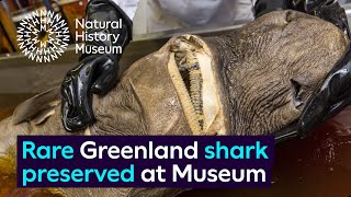 Rare Greenland shark specimen preserved at the Museum [upl. by Elokyn]