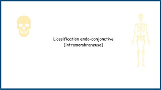 LOssification EndoconjonctiveintramembraneuseDéfinition Et MécanismesPartie 2 [upl. by Cyndi]