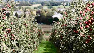 4 year old M9 apple orchard  High density apple [upl. by Aneehsar]