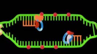 DNA replication in Eukaryotes Video [upl. by Yllac898]