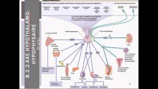 SNA et système endocrinien [upl. by Tigram]