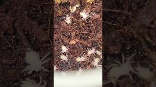 Heterothele Villosella Tanzanian Chestnut Spiderlings chill tarantula [upl. by Nnylear]