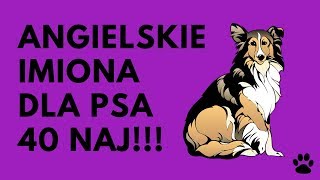 Angielskie Imiona Dla Psa  40 ŚWIETNYCH Imion  Imionowo [upl. by Dleifniw]