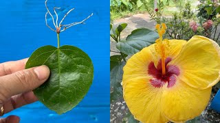 Propagate hibiscus from effervescent tablets [upl. by Bianca]