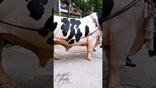 Hefty Holstein bull with exceptional depth [upl. by Gerty748]