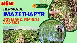 Imazethapyr Effective Herbicide for Weed Control in Legumes soyabean rice newherbicide [upl. by Dunson208]