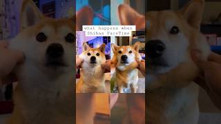 Shibas on FaceTime calls [upl. by Dixil207]