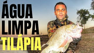 Pesca Sub Tilápia Gigante Vídeo Técnicas de APNEIA FRONTEIRA SUB [upl. by Kamilah687]