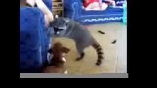 Raccoon vs Chihuahua [upl. by Radford]