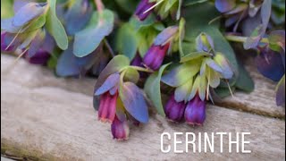 Cerinthe Greenhouse update and potting on [upl. by Erdeid178]