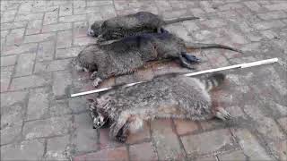 Überraschender Fangtag Kapitaler Nutria amp erster Waschbär  Spannende Fallenjagd mit Fangjagd TV [upl. by Semadar]