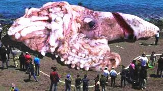 LARGEST Animals Ever Discovered [upl. by Lyall]