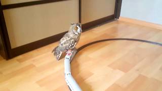 Сова катается на поезде  Owl is traveling by train [upl. by Anastasio]