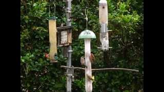 SC Backyard Birds April 2013 [upl. by Stedt]