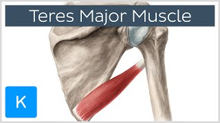 Teres Major Muscle  Origin Insertion amp Action  Human Anatomy  Kenhub [upl. by Airotahs]