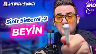 Sinir Sistemi2 Beyin  Ayt Biyoloji Konu Anlatımı 11 Sınıf  2024 [upl. by Meekahs]