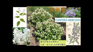 《靈丹妙藥的同類療法》 EP228  美洲茶 Ceanothus Americanus [upl. by Nnayt348]