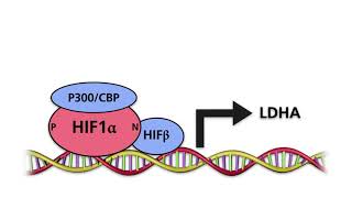 Hypoxia Inducible Factors HIFs Part 3 Effects of Hypoxia Inducible Factors HIFs [upl. by Swain587]