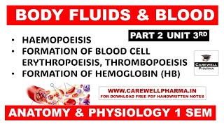 Hematopoiesis  Formation of Bood  Formation of Hemoglobin  Part 2 Unit 3  Anatomy and Physiology [upl. by Arikal]