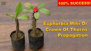 Super Easy Method To Grow Euphorbia Milii From Cuttings  Crown Of Thorns Propagation [upl. by Ethyl]