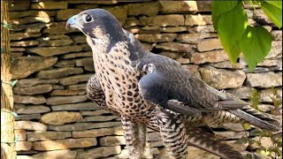 Falconry Tips on training an impossible bird [upl. by Latreshia]