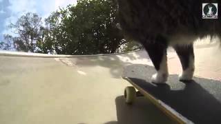 The Skateboard Cat  Didga [upl. by Leunamme]