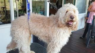 Hoe trim je een blonde Labradoodle [upl. by Codi]