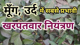 Mung me kharpatwar nashak dawa । मूंग में खरपतवार नाशक दवा । moong ki kheti herbicideuses [upl. by Adnahs]