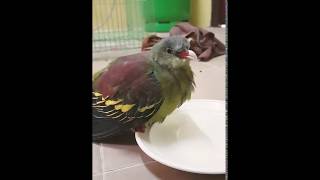 Feeding sick baby green pigeon [upl. by Yaffit]