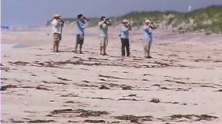 The Plight of the Piping Plover [upl. by Alicul]