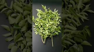 How to store Curry leaves for months without fridge in Tamil 😱 Kitchen Tips and Tricks [upl. by Laura]