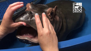 Baby Hippo Fiona Gets a Dental Check  Cincinnati Zoo [upl. by Jammal683]